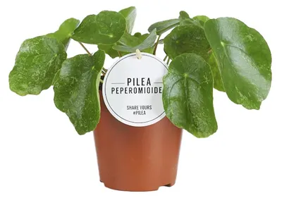 Zdjęcie produktu dla Cukier Pilea - 20cm - Ø13cm - Roślina doniczkowa - Zimozielony
