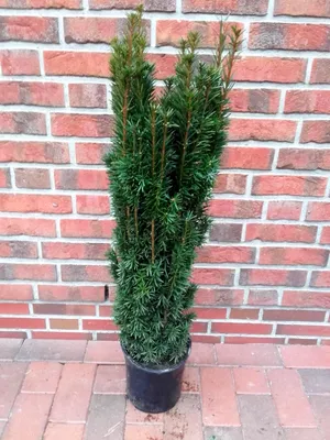 Produktbild von Säuleneibe Taxus baccata ‘Fastigiata Robusta’ 140-150 cm – immergrün, winterhart, schmale Eibe