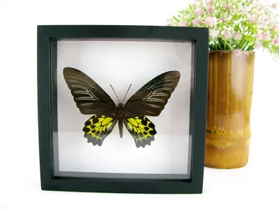 Produktbild von Seltene, gerahmte Schmetterlinge in einer Vitrine als Wanddekoration