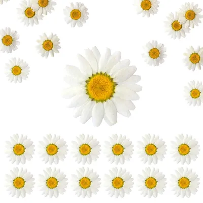 Trockenblumen 12 Stück, 2,5 cm, Vergissmeinnicht, Basteln