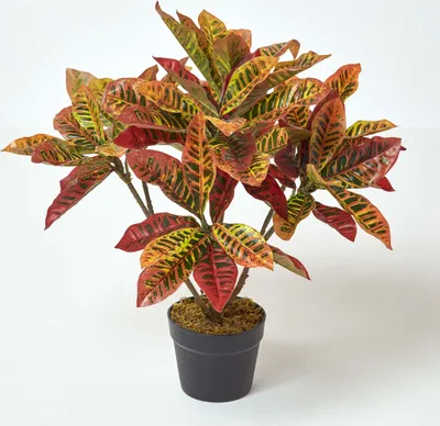 Produktbild von HOMESCAPES Kunstpflanze Rot 'Wunderstrauch' im Topf, 65 cm