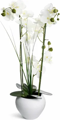 Image de Orchidée Phalaenopsis artificielle, 53 cm, vase en céramique blanche, idéale pour la décoration intérieure