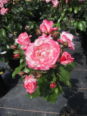 Produktbild von Rosa Rosenstadt Freising ® - Strauchrose  - Kordes Rose