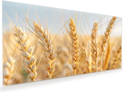 Produktbild von Glasbild 60x30cm in XXL für Wohnzimmer, Schlafzimmer Motiv Weizenfeld