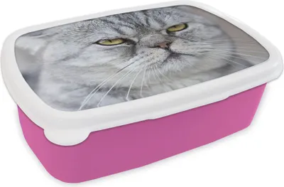 Produktbild von KitchenYeah® Lunchbox Brotzeit Brotdose 17x11 cm Tier - Katze - Grau Kinder Brotzeitdose - Lunchpaket - Brotkasten  - Sandwich Box