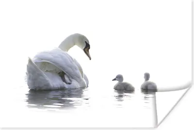 Produktbild von MuchoWow® Poster Schwan - Küken - Weiß 120x80 cm - Bilder