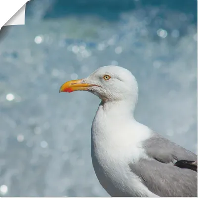 Produktbild von ARTland Poster Möwe an der Nordseeküste Größe: 70x70 cm