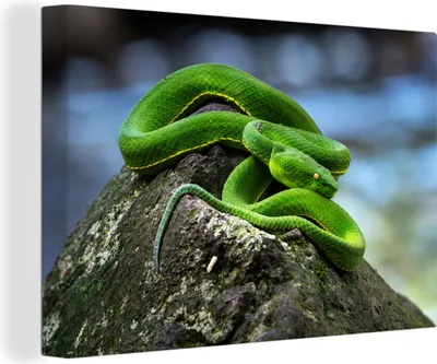 Obrázek produktu pro OneMillionCanvasses® - Obrazy na plátně - 140x90 cm, Zelený had na kameni, Nástěnné umění tisk Nástěnná dekorace