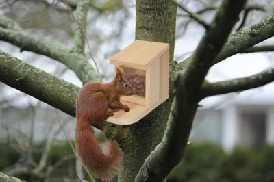 Produktbild von Eichhörnchen Futterhaus 12x22x17 cm