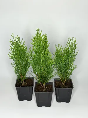Produktbild von 40 Stück, 30-35cm, Topf 9cm, Lebensbaum Thuja occidentalis Smaragd