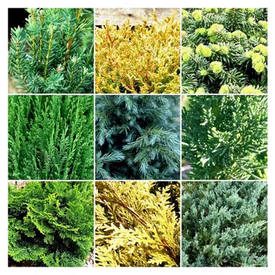 Produktbild von 6 x Immergrüner Nadelbaum Pflanzenmix - Winterharte Gartensträucher | 9 cm Töpfe