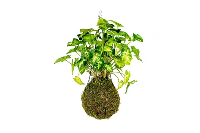 Obrázok produktu pre Gardners Kokedama Syngonium Pixie (L)