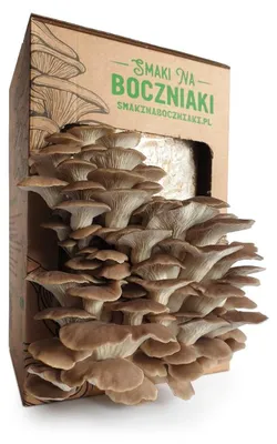 Zdjęcie produktu dla Boczniak łyżkowaty – zestaw do domowej uprawy grzybów 2,2 kg