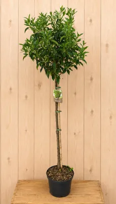 Productafbeelding van Prunus Lisitanica Laurierkers 'Mytrifolia' 145 cm Warentuin Natuurlijk
