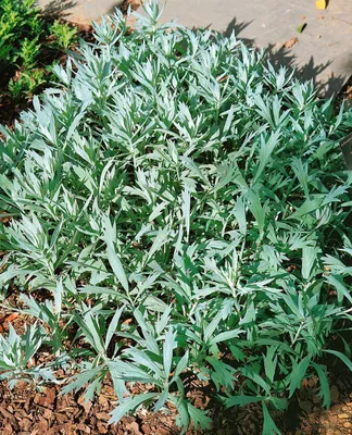 Produktbild von Artemisia ludoviciana 'Valerie Finnis', Silberblatt, ca. 9x9 cm Topf