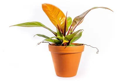 Produktbild von Gardners Philodendron Red Sun, Durchmesser 12 cm