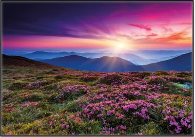 Produktbild von Wallario Wandbild Blumenbedeckte Wiese bei Sonnenuntergang, Größe: 70,30 x 100,30 cm, Poster mit schwarzem Aluminiumrahmen