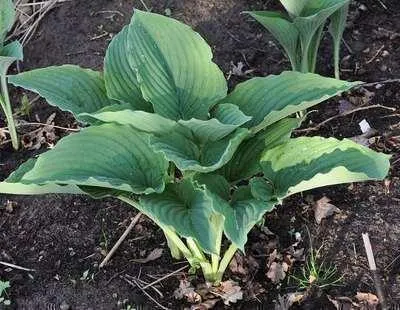 Obrázek produktu pro 6 x Hosta hybr. 'Krossa Regal' - Hosta - květináč 9 x 9 cm