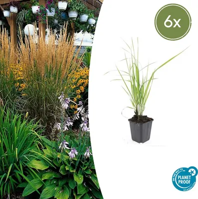 Immagine prodotto di Calamagrostis acutiflora 'Karl Foerster' | 6 pezzi - 10-25cm - Ø9cm - Pianta da giardino