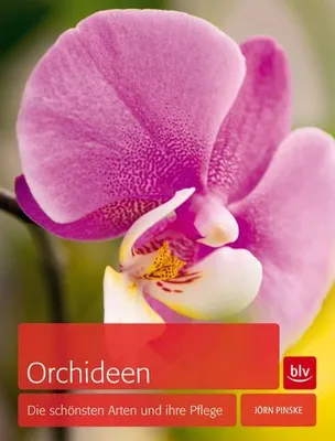 Produktbild von Orchideen