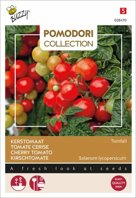 Produktbild von Kirschtomate Tomfall | Tomatensamen von Buzzy Seeds