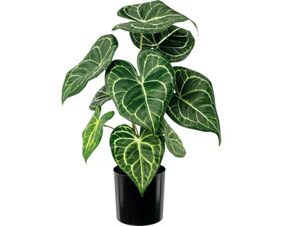 Produktbild von Kunstpflanze Anthurie Höhe: 37 cm grün