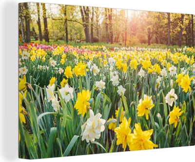 Produktbild von MuchoWow® - Leinwandbilder - Narzisse - Farben - Frühling, Wandbild, Wanddeko Bilder Wohnzimmer, 30x20 cm