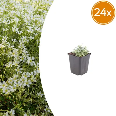 Produktbild von Cerastium tomentosum | 24 Stück - 10-25cm - Ø9cm - Gartenpflanze