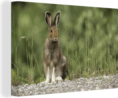 Produktbild von MuchoWow® - Leinwandbilder - Hase - Tier - Gras, Wandbild, Wanddeko Bilder Wohnzimmer, 120x80 cm