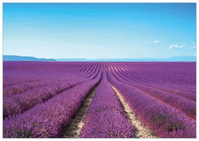 Produktbild von Wallario Premium Glasbild, freischwebende Optik, kräftige Farben, Größe 100 x 70 cm Motiv Lavendelfeld unter blauem Himmel