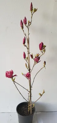 Produktbild von Magnolia March Till Frost – dunkelrote Magnolie – große Blüten – Größe: 130–140 cm