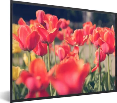Produktbild von MuchoWow® Gerahmtes Poster Tulpen - Blumen - Natur 80x60 cm - Poster mit Schwarzem Bilderrahmen Wandposter Rahmen Foto Bilder - Schwarzem - Mit Gestell