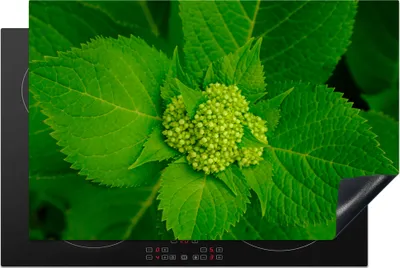 Produktbild von KitchenYeah© Herdabdeckplatte Foto der botanischen Hortensienpflanze , 81x52cm, Küche Deko, Glaskeramikkochfeld Herdabdeckung, Abdeckplatte fùr Kochfeld