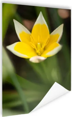 Produktbild von MuchoWow® Poster Blume - Garten - Gelb 40x60 cm - Plakate für die Wand - Poster Babyzimmer