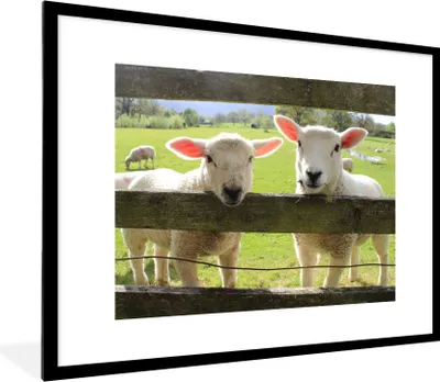 Produktbild von MuchoWow® Gerahmtes Poster Schafe - Tiere - Bauernhof 80x60 cm - Poster mit Schwarzem Bilderrahmen Wandposter Rahmen Foto Bilder - Schlafzimmer-Dekorationen - Fotoposter