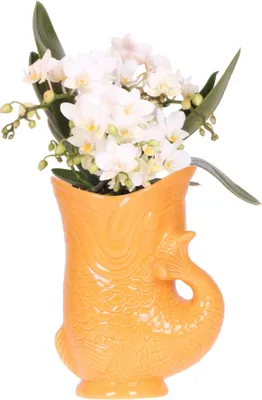 Produktbild von Weiße Orchidee Nazaré Elegante Blüten Ø9cm Zimmerpflanze Grünpflanze Topfpflanze