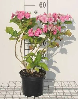 Obrázek produktu pro Hortenzie 'Teller Pink' (růžová/růžová) - Hortenzie 25- 30 cm Kontejner