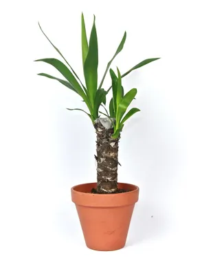 Obrázek produktu pro Gardners Yucca, průměr 11-12 cm