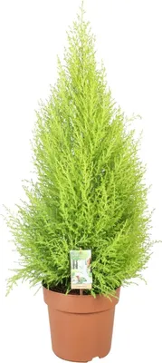Obrázok produktu pre Cupressus Goldcrest 'Wilma' - Cedr - Izbová a záhradná rastlina - Kvetináč Ø21 cm - Výška približne 90 cm - Stálezelený druh s citrónovou vôňou, ktorý sa ľahko udržiava - Na použitie v interiéri a chránenom exteriéri