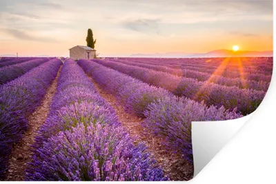 Produktbild von MuchoWow® Wandtattoo Wandsticker Wandaufkleber Lavendel - Sonnenuntergang - Blumen - Lila 60x40 cm Selbstklebend und Repositionierbar - Wierderverwendbar - Selbstklebend