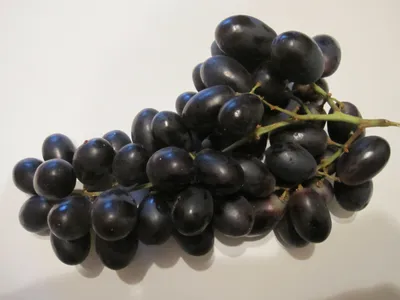 Produktbild von Vitis vinifera Blagratwo - Kernlose Weintraube Blagratwo