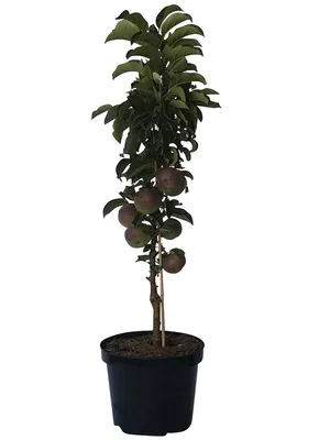 Produktbild von Rondo Ⓢ robuster Säulenapfel Winterapfel Tafelapfel ca. 60-80 cm im 5 Liter Topf Unterlage M7