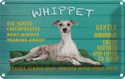 Produktbild von vianmo Blechschild 12x18 cm Whippet Hund gentle amiable Tier Haustier