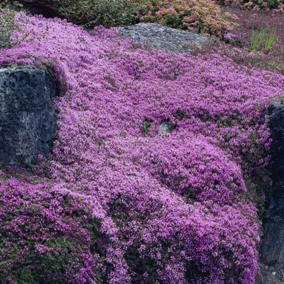 Produktbild von 25 Pflanzen Polsterthymian „Coccineus“, Thymus praecox, Bodendecker, P9 Topf