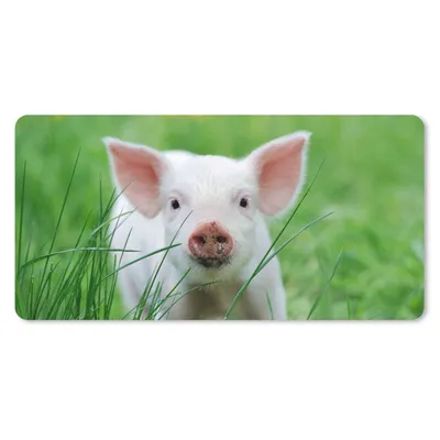Produktbild von MuchoWow® Schreibtischunterlage Schwein - Tiere - Groß 80x40 cm - XXL Mauspad - Gaming Mauspad