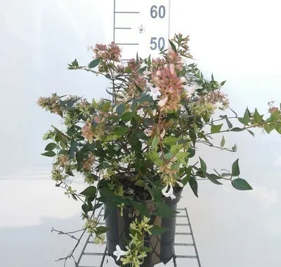 Obrázok produktu pre Abelia grandiflora - čínska abélia 25- 30 cm Kontajner