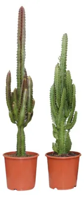 Immagine prodotto di Euphorbia Verde / Rossa | 2 pezzi - 65-75cm - Ø17cm - Pianta d'appartamento - Sempreverde - Multideal - Cactus e piante grasse
