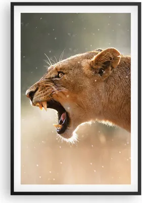 Produktbild von Gerahmtes Poster - Schwarzer Rahmen - Löwe Löwin Reißzähne - 61x91,5 cm - Wand Bild - Wanddeko - Wandbilder - Kunstposter - Wandposter - Bilderrahmen - Bilder - Kunstdruck - Wandbild - P2BPA61x91-4137