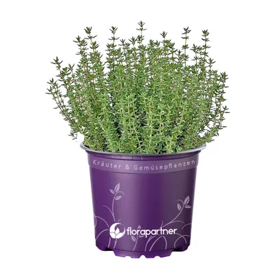 Produktbild von Thymian Pflanzen "Fredo" Thymian vulgaris