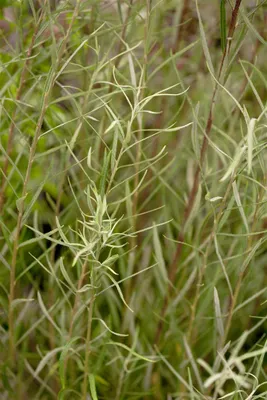 Produktbild von Salix rosmarinifolia, Rosmarin-Weide, 60–100 cm